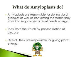 Amyloplast is a type of plastid in plant cells that store and synthesize starch from glucose. Ppt Amyloplasts And Chloroplasts Powerpoint Presentation Free Download Id 1931122