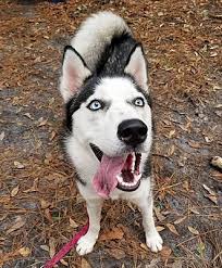 If you are unable to find your companion in our dogs for adoption sections, please consider looking thru the directory of rescue organizations, to see if they have any current dogs for adoption listings. Savannah Ga Husky Meet Sky 2 A Pet For Adoption