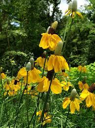 Yellow Boy Mexican Hat Grey Headed Coneflower Upright Prairie Coneflower Red Hats Butterfly Plants Almost Eden