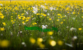 Fiori gialli primaverili spontanei / fiori spontanei. Il Miracolo Dei Fiori Spontanei