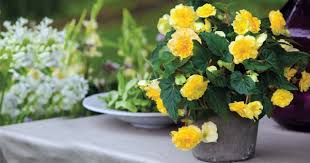We did not find results for: Make Your House Colorful With Lovely House Flowering Plants Blog Nurserylive Com Gardening In India
