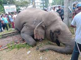 Elephant killed by train in Gallella