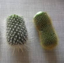 How to remove cactus pups on plants. Full Guide On Cactus Propagation From Pups Seeds Cuttings Terrarium Planting Guide