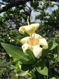 Image result for Rothmannia urcelliformis