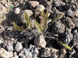 Image result for Sinopteridaceae