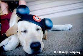 Items Forbidden At Disney World Disney S Cheapskate Princess Disney Dogs Service Dog In Training Disney Dog