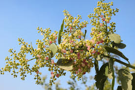 Image result for Salvadoraceae