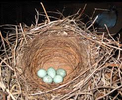 Bird Egg White With Brown Speckles The Eggs Of A Stellar Blue Jay Are Blue Green With Speckles And Oval Shaped The Female Will Lay 2 6 Eggs Blue Jay Eggs Blue Jay Bird Pictures