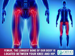 Femur The Longest Bone Of Our Body Is Located Between Your Knee And Hip Disc Herniation Lumbar Spinal Stenosis Spinal Stenosis Disc Herniation Lumbar