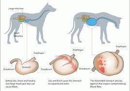 Pin On Dog Health Wellness