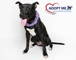 We did not find results for: Alexandria Animals Animal Welfare League Of Alexandria Awla