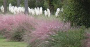 Ornamental Grass That Grows In Shade Popular Shady Ornamental Grasses Shade Grass Ornamental Grasses For Shade Tall Grass Landscaping