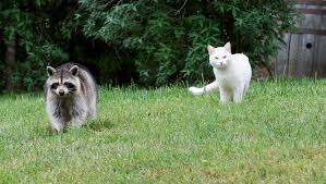 Learning about how cats eat in the wild gives us valuable information about the dietary needs of domesticated cats. Top 10 Wild Animals That Are Most Likely To Attack Pet Cats Cattime