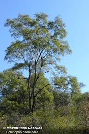 Image result for Schinopsis