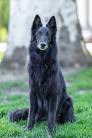 Belgian Sheepdog Dog Breed Information