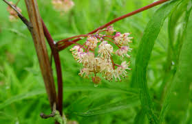 Image result for Menispermaceae