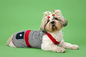 All federal & national holidays are accurate at the time of publishing but are subject to change depending on what state you live in. National Dress Up Your Pet Day 2022 Jan 14 2022