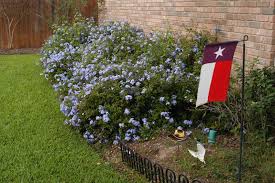 Maybe you would like to learn more about one of these? Texas Superstar