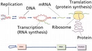 Protein Synthesis