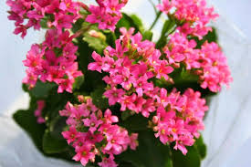 Kalanchoes Y Crasulas Flores Casas De Carton Suculentas