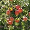 To grow your apple tree, you'll need an apple, some compost, a few pots, paper towel, a plastic bag and a knife. 1