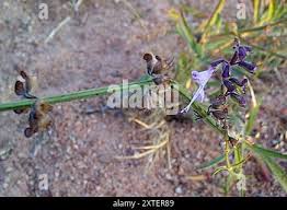 Image result for Syncolostemon canescens