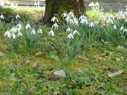 Schneeglockchen Wiese Schneeglockchen Landschaftsbilder Wiese
