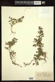 Image result for Hydrolea brevistyla