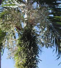 Completely dissolve a small amount of organic liquid soap in warm water, and then spray on the affected areas. Fern On Palm Tree Trunk Good Or Bad