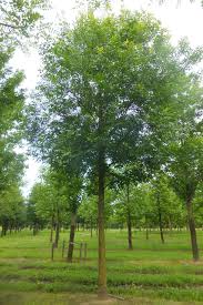 Image result for Fraxinus americana