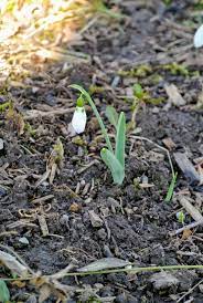 Spring Snowdrops The Martha Stewart Blog