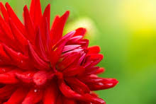 Dia de Dóris Foto stock gratuita