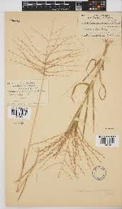 Image result for Trichoneura grandiglumis