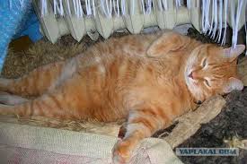 Колбасу нужно проверять на кошках. ← Hodor