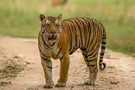 History of the Tiger in India - Tiger ...