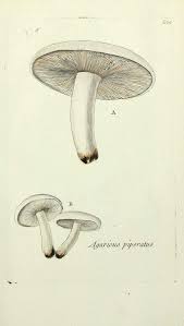 Gravures Flore Paris Gravures Flore De Paris Lactaire Poivre Lactarius Agaricus Piperatus Champig Champignon Dessin Art De Champignons Gravures Anciennes
