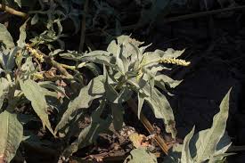 Image result for Persicaria senegalensis f. albotomentosa