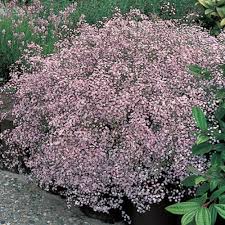 If you manage to find natural or tinted pink baby's breath, use it for celebrating the birth of infant girls or sending a delicate message of affection. Pink Baby S Breath Michigan Bulb