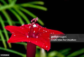 Image result for Ipomoea quamoclit