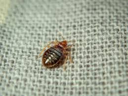 Best Price Sniper 1000Ec Dichloorvos Ddvp Bed Bugs For Sale - China  Dichlorvos, Ddvp | Made-In-China.Com