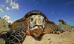 Your actions directly impact their future since fires and lights disorient nesting turtles and hatchlings, do not build campfires when camping at the beach during the nesting season. Sea Turtles Wwf