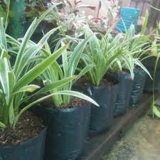 Tanaman hias daun adalah tanaman yang keindahannya berada dibagian daunnya begitu pula tanaman bunga yang keindahannya terletak di bunga nya. Jual Tanaman Hias Hijau Liliparis Cocok Untuk Taman Depan Rumah Jakarta Selatan Alfiza Green Tokopedia
