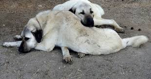 Pin By Mehmet Ali On Anatolian Shepherd Kangal Dog Anatolian Shepherd Dog Dog Best Friend