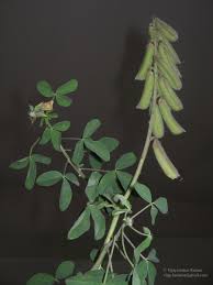 Image result for Crotalaria incana