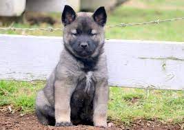 Norwegian Elkhound Puppy For Sale In Mount Joy Pa Adn 67464 On Puppyfinder Com Gender Female Age 7 Weeks Old Elkhound Puppies Norwegian Elkhound Puppies