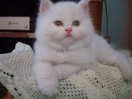صور قطط باقة مختارة من أروع و أجمل القطط مع خلفيات hd cats animals