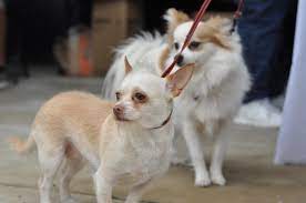 The no1 craigslist search engine! Craigslist Killers Free To A Good Home Meant Torture And Death For These Animals Peta