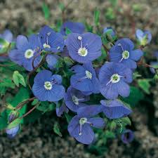 Check our reviews, buy your perfect perennials / groundcover plants with confidence! Veronica Oxford Blue