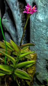 Image result for Epidendrum