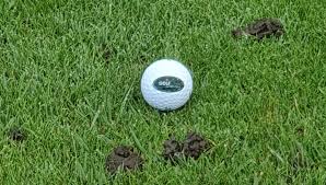 Cement, sulfur, d2, wheat, wheat flour, furniture, with best contacts in asia, uae, africa and europe and offices in germany, dubai and czech republic we can ensure reliable business. Regelerlauterung Golf51